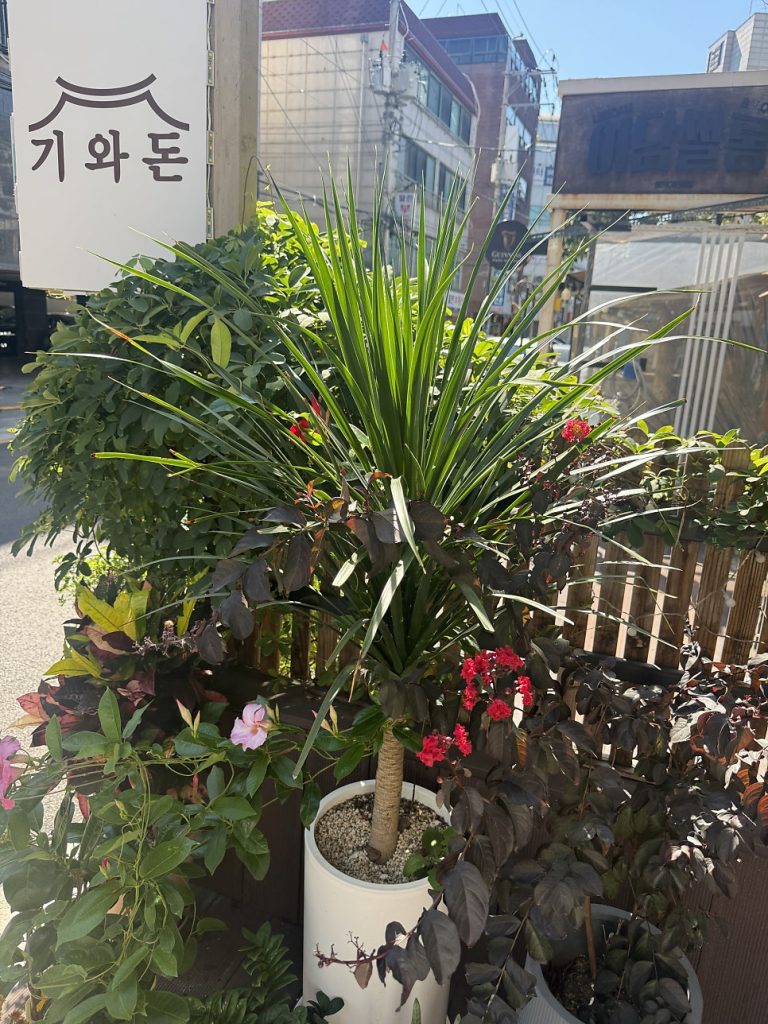 Potted plants and a tangerine tree at the entrance