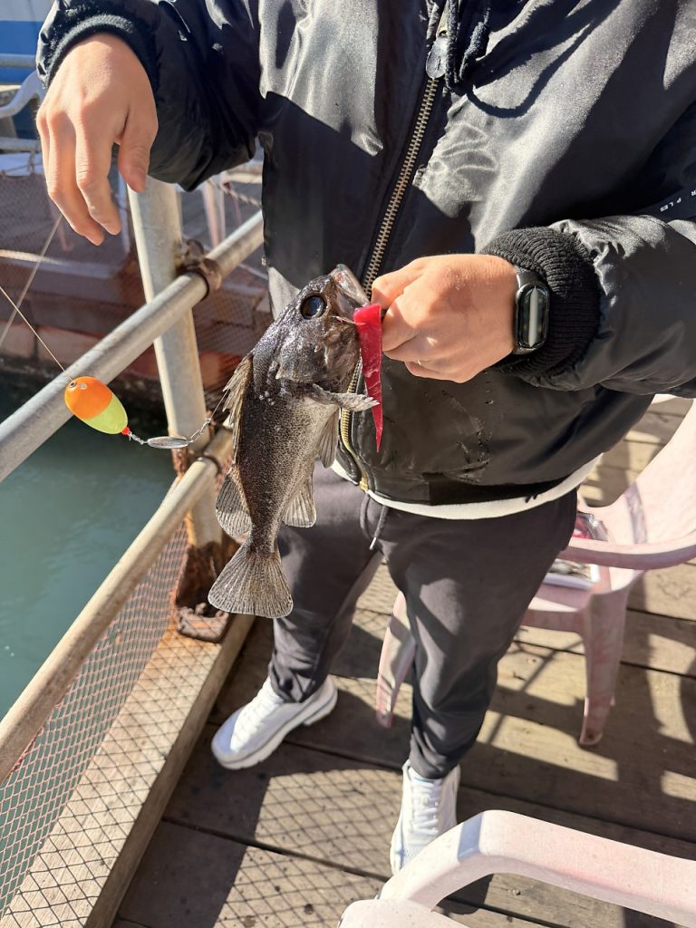 Reeling in a rockfish on the platform