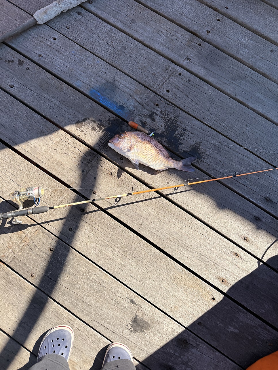 Sea Platform Fishing at Samgilpo, Seosan: 18 Rockfish and 2 Red Sea Bream in One Day