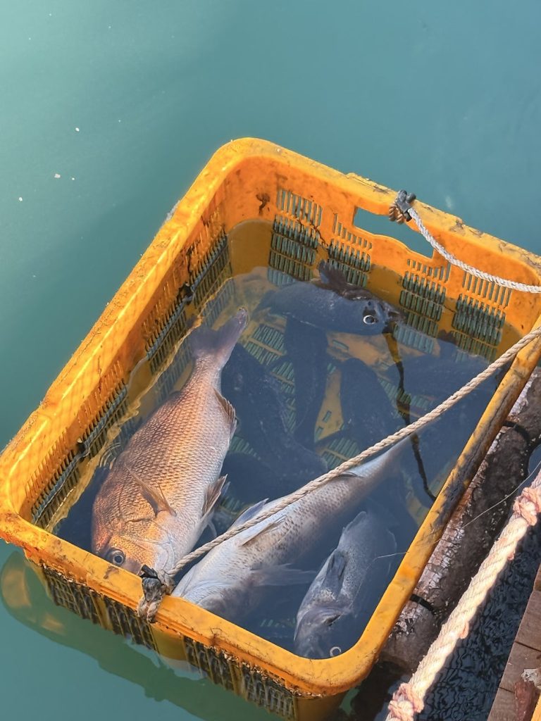 Basket full of rockfish