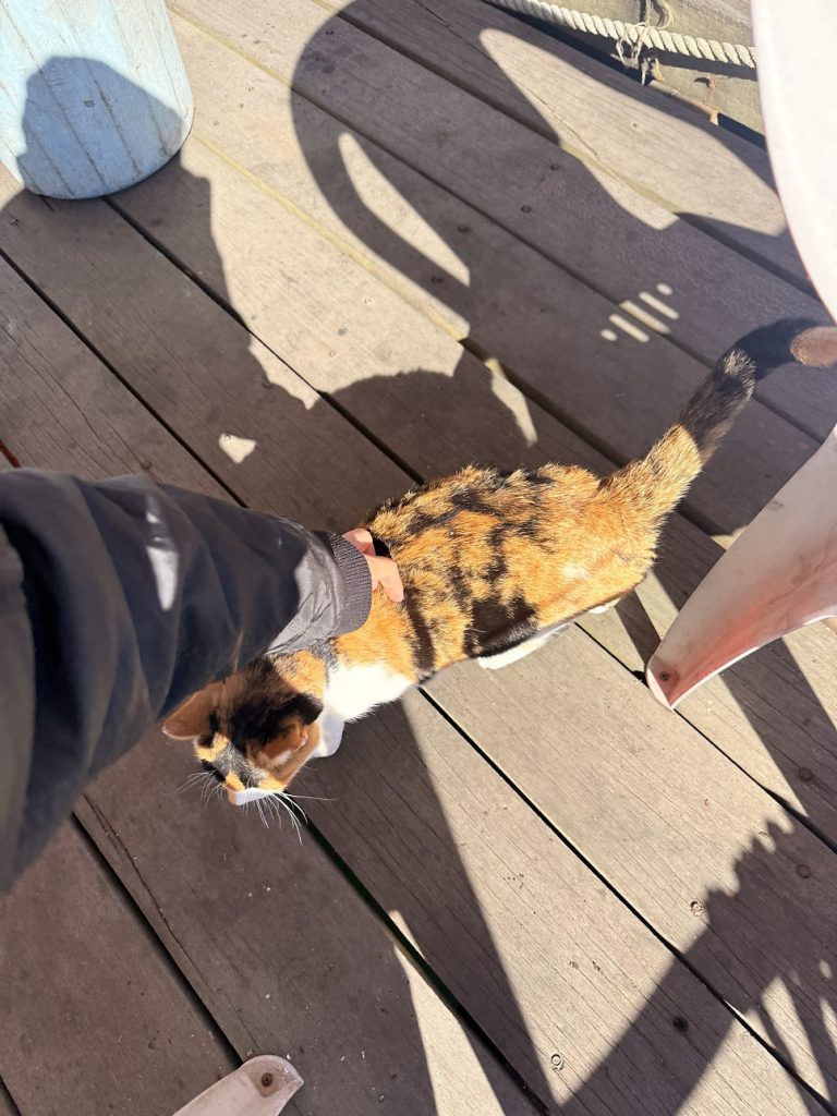 Friendly calico cat living on the fishing platform