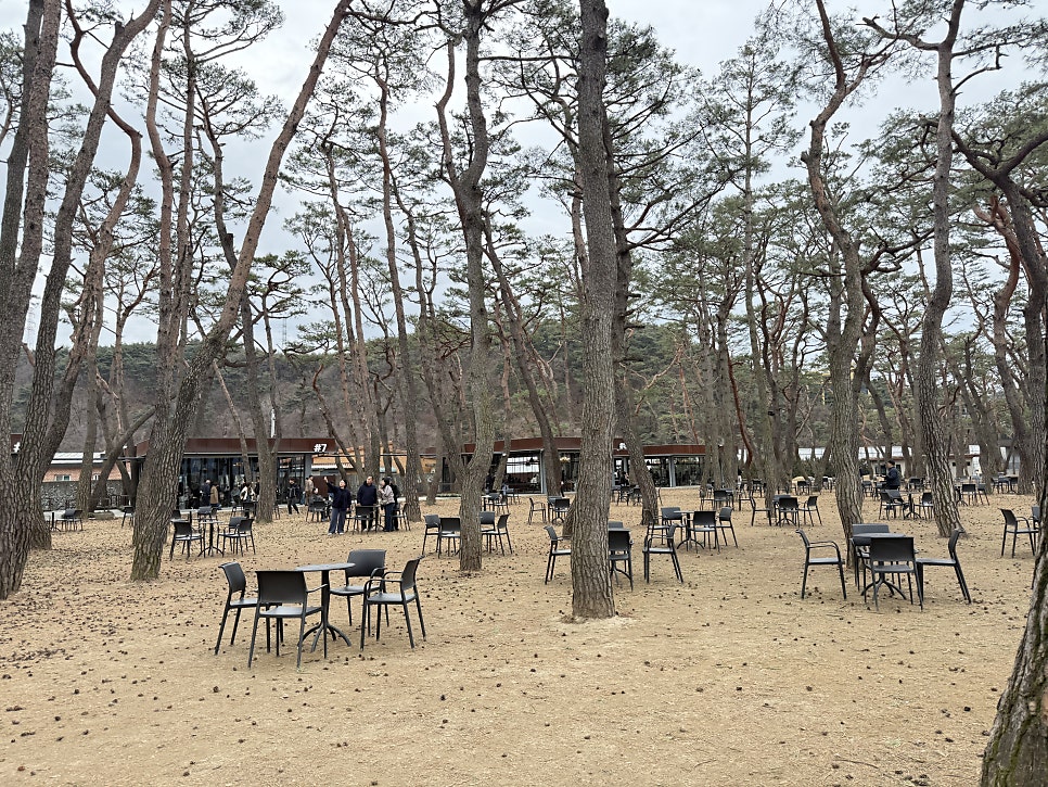Pine forest in front of the café buildings