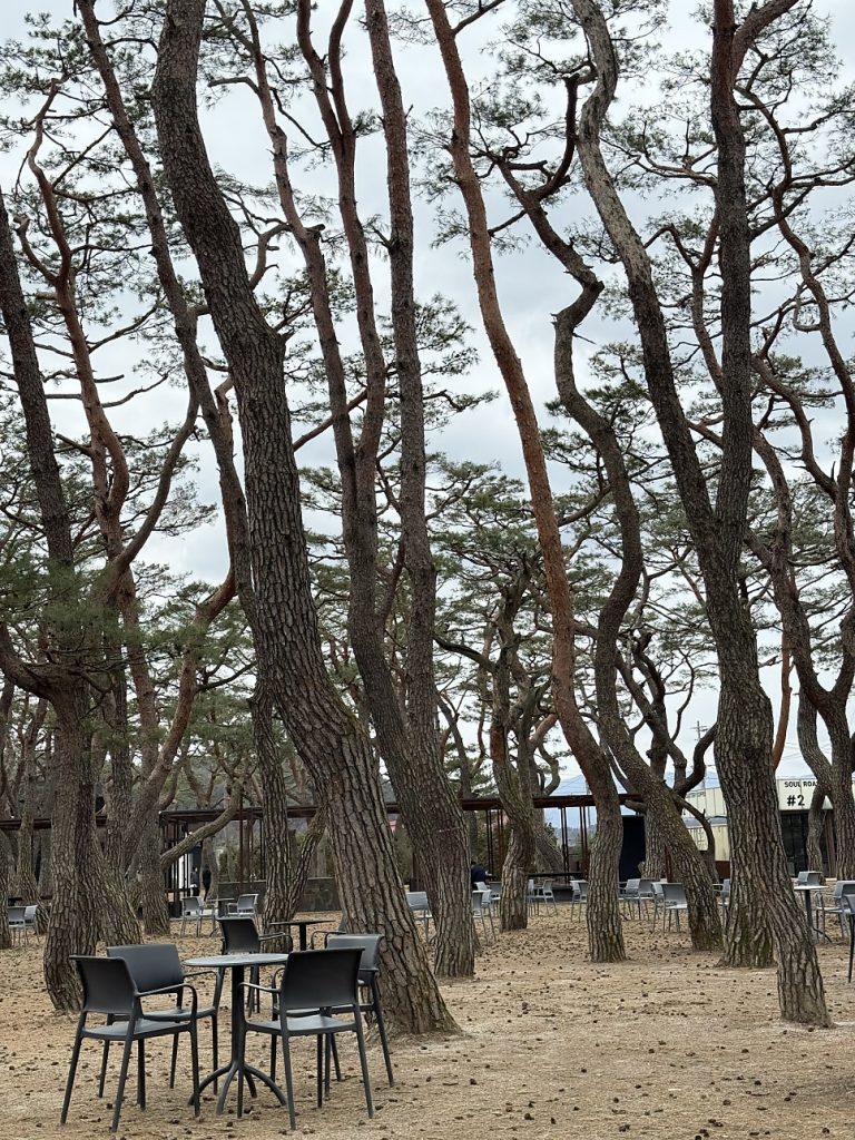 Tables placed between the pine trees