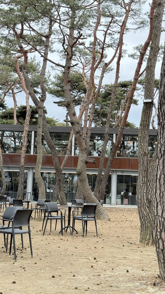Relaxing in the pine forest at Soul Roastery